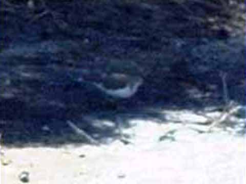 sandpiper image 4 enlarged and altered