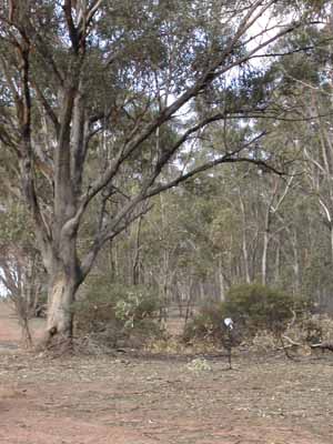 microphone in bush